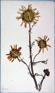 Image of Arctic flowers [arnica?] collected by Ralph P. Robinson