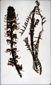 Image of Arctic flowers [louseowort?] collected by Ralph P. Robinson