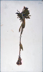 Image of Arctic flowers collected by Ralph P. Robinson