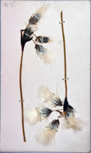 Image of Arctic flowers [cotton grass] collected by Ralph P. Robinson