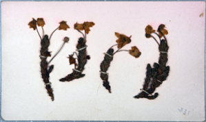 Image of Arctic flowers [arctic heather?] collected by Ralph P. Robinson