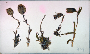 Image of Lychnis (campion), collected by Ralph P. Robinson
