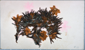 Image of Arctic flowers [Dryas?] collected by Ralph P. Robinson