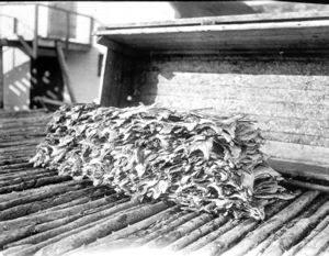 Image of Dried Fish piles