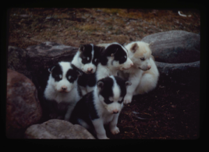 Image of Five pups