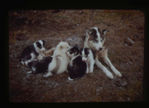 Image of Eskimo [Inuit] dog and pups
