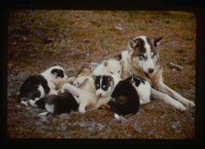 Image of Eskimo [Inuit] dog and pups (2 copies)