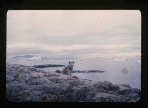 Image: Eskimo [Inuk] dog