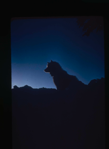 Image of Eskimo [Inuk] dog, silhouetted (2 copies)