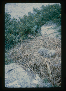 Image: Nest with egg and two chicks