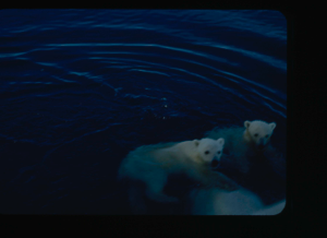Image: Two polar bear cubs swimming (2 copies)