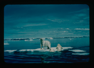 Image of Polar bear on ice floe; two cubs climbing up