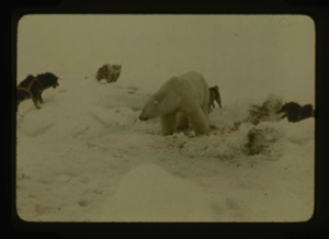 Image of Dogs surrounding male bear
