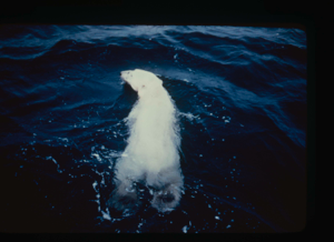 Image: Polar bear swimming away