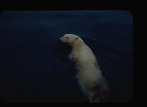 Image of Male polar bear swimming (2 copies)
