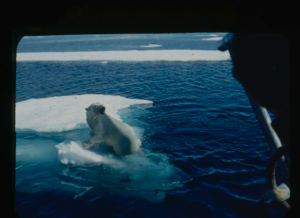 Image of Polar bear on the ice floe near the Bowdoin