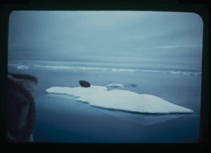 Image: Walrus on ice floe