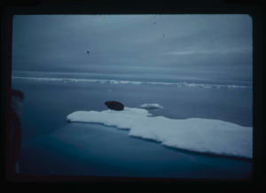 Image of Walrus on ice floe