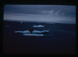 Image: Walrus on ice floe