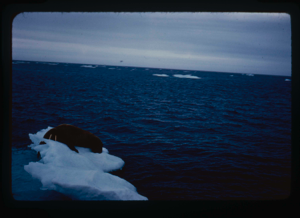 Image of Walrus on ice floe