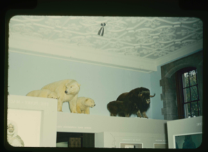 Image of The Peary-MacMillan Arctic Museum. Musk-ox and polar bear exhibits