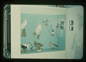 Image of The Peary-MacMillan Arctic Museum. Bird exhibit in gallery C.