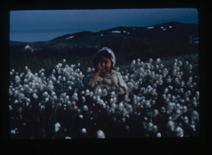 Image: Cotton Grass, Hebron, Labrador