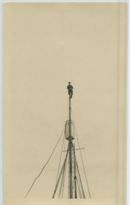 Image of MacMillan on the mast peak