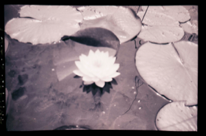 Image: Water lily