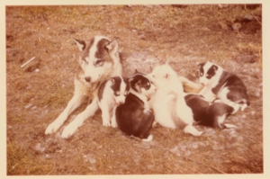 Image of Eskimo [Inuit] dog with five pups