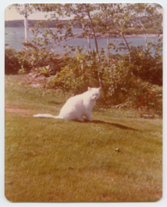 Image of White cat on grass