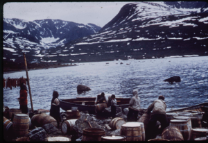 Image of Packing salted Arctic char (trout) in barrels (2 copies)