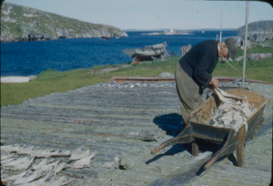 Image: Loading dried fish into barrow (2 copies)