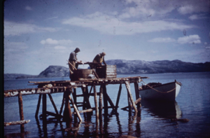 Image of Settler James Webb and sons cleaning cod at old wharf (2 copies)