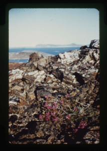 Image of Pink flowers by rocks