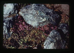 Image of Fireweed among boulders