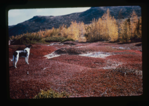 Image of Kate Hettasch's dog in field. Larch with fall colors