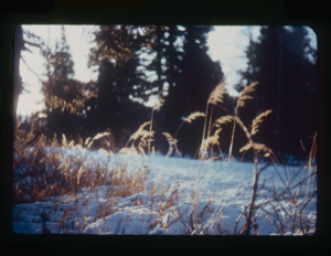 Image: Ripe grass heads above snow.
