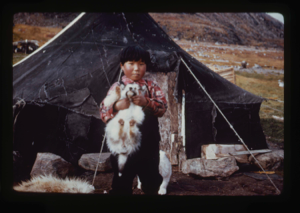 Image: Eskimo [Inuk] boy holding dog in front of tent
