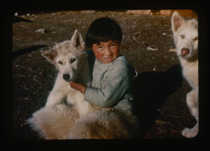 Image of Eskimo [Inuit] boy and dogs.
