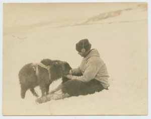 Image of MacMillan with month-old musk ox