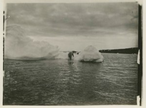 Image of Bear climbing onto iceberg