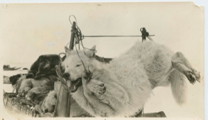 Image of White wolf tied to back of sledge