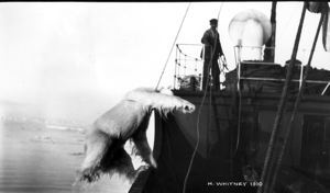 Image of [polar bear being hoisted aboard]