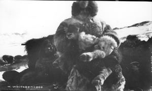 Image of [man, Whitney?  holding a musk-ox calf]
