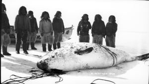 Image of The first narwhal of the season, killed by Kulutinguah, who is indicated by the
