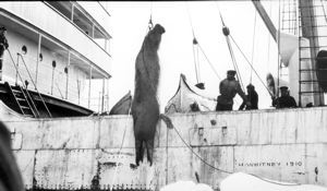 Image of [walrus being hoisted aboard]