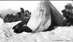Image: [Men and loaded sledges by tupik. Inuit feeding musk-ox calf]