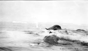 Image of [two walruses by shore ice]