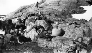 Image of Shooting Duck and Gathering Eggs, Littleton Island